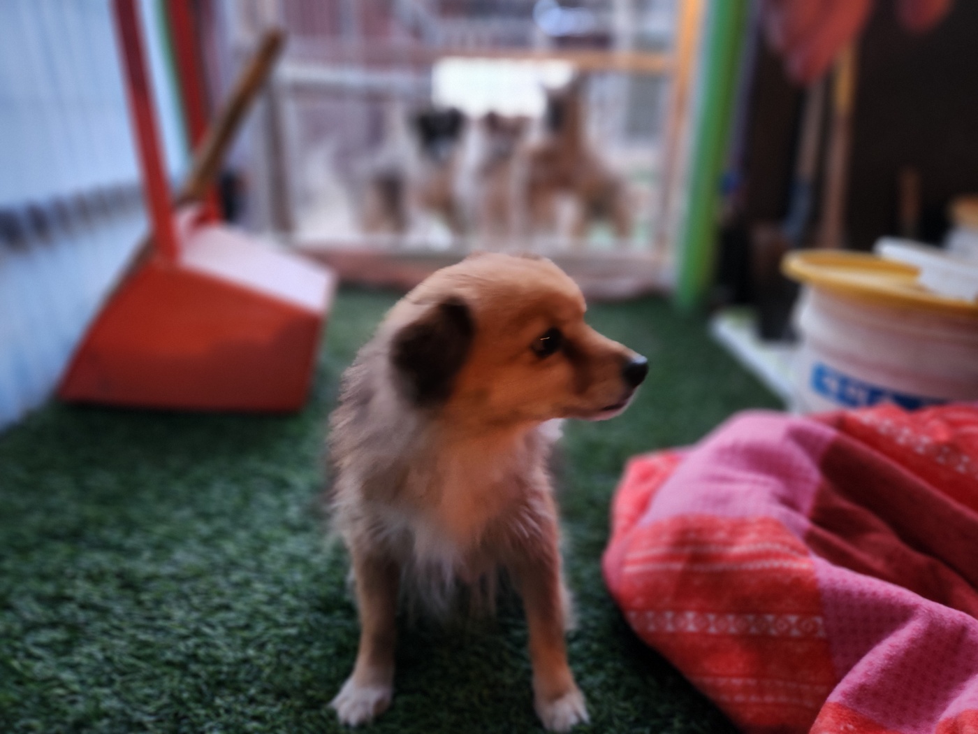 칠곡유기동물보호센터_447522202500013